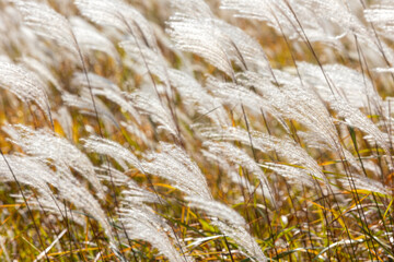 golden reed field in autumn