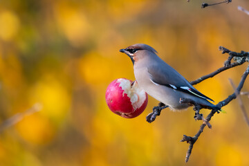 Waxwing and apple
