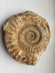 Ammonite fossil embedded in stone