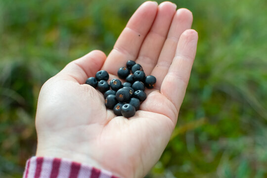 Crowberries at hand.