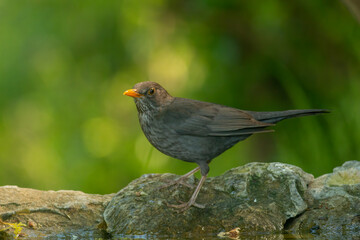 Female blackbird take a bath