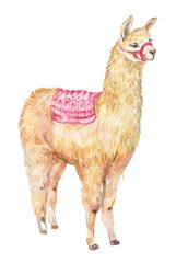 Llama animal watercolor illustration - 540403129