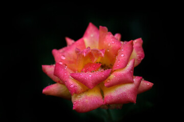 Colorful summer flowers after rain