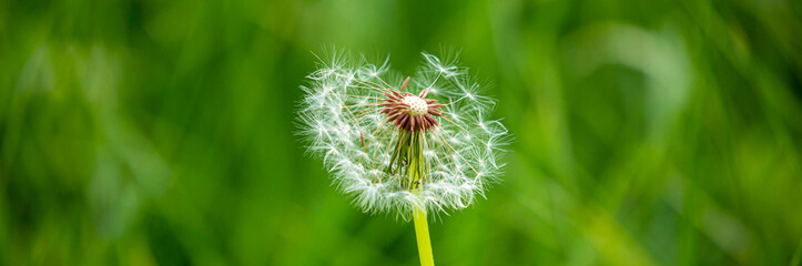 Dandelion close-up on a spring meadow. Dandelion seeds in the sunlight blowing away across a fresh green morning background