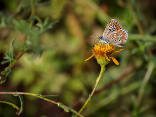 Fototapeta na wymiar Butterfly in their natural environment.