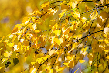 Autumn background-yellow birch leaves in the city Park
