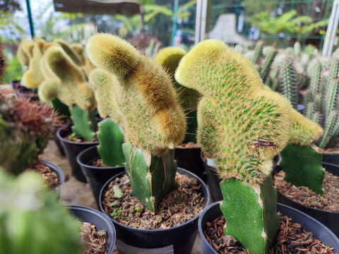 Beautiful mini Cactus Cleistocactus winteri, often labelled Hildewintera aureispina