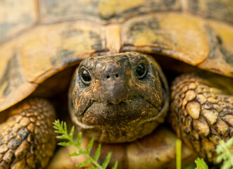 Portrait of Herman`s tortoise