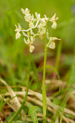 Obraz na płótnie Canvas Green-veined Orchid (Orchis morio)