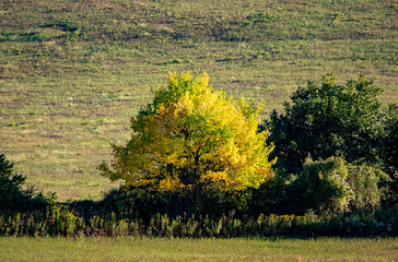 Yellow and green trees at autumn in Hungary