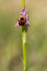 Woodcock orchid flower macro photography