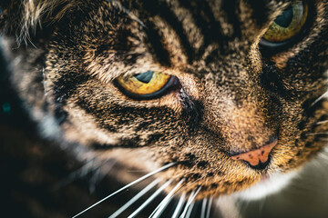 Cat in close up