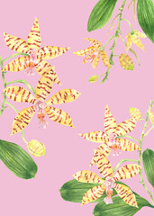 Philippine Flora Envelope liner invitation design Phalaenopsis reichenbachiana orchid