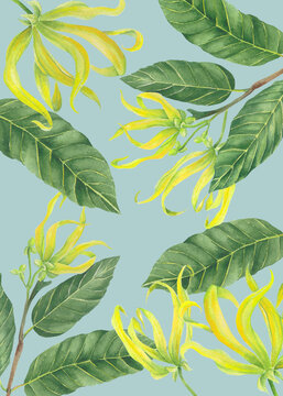 Philippine Flora Envelope liner invitation design Cananga odorata Ylang ylang