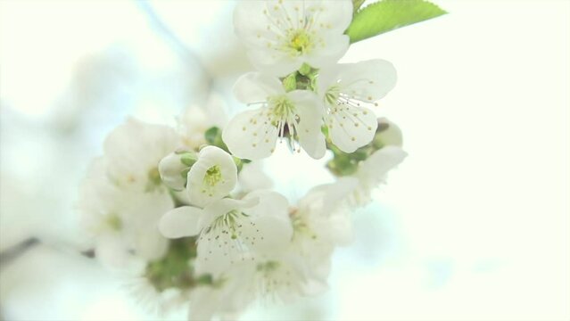 Spring blossom. Beautiful blooming trees in orchard, cherry spring flowers. Springtime. White flowers on tree blooming close up.  4K UHD slow motion Easter video.