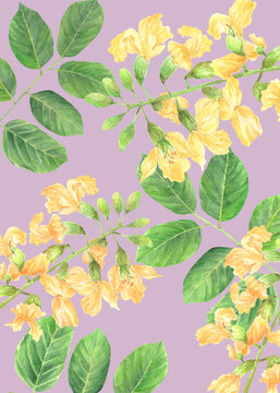 Philippine Flora Envelope liner invitation design Pterocarpus indicus Narra flower
