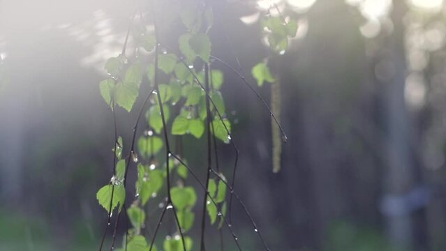 Rain. Spring Rain With Sun. Beautiful Nature Scene. Birch Tree Leaves With Rain Drops Close-up. Raindrops. Landscaping. Slow Motion Video