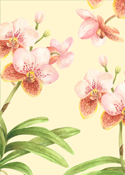 Philippine Flora Envelope liner invitation design Vanda sanderiana Waling Waling orchid