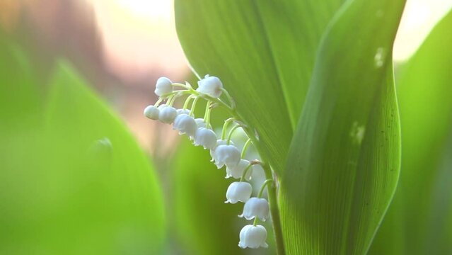 Lily-of-the-valley spring flowers blooming. Bunch of white spring Lilly of the valley flower growing in a spring garden. Aroma flowers closeup. Slow motion 