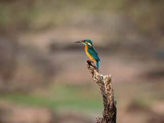 Common kingfisher (Alcedo atthis).