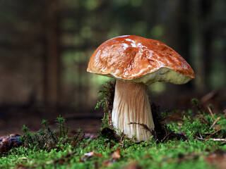 single large mushroom, boletus edulis grows through the moss in the forest
