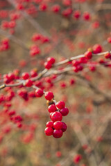 a red berry on the branches