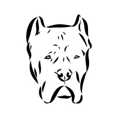 dog Cane corso italiano vector isolated illustration in black color on white background