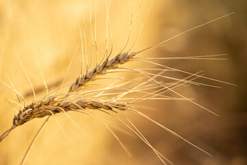 Wheat field on a sunny day. Grain farming, ears of wheat close-up. Agriculture, growing food products.