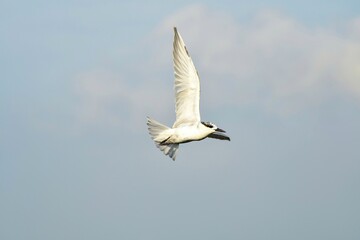 Fototapeta premium seagull in flight