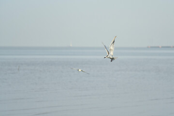 Naklejka premium seagulls on the beach