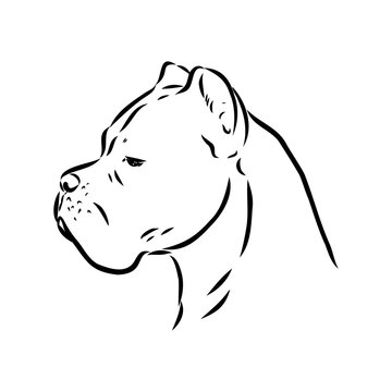 dog Cane corso italiano vector isolated illustration in black color on white background