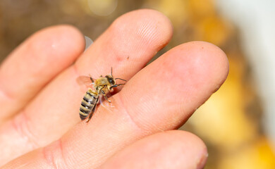 Obraz premium A bee on a person's hand close-up. Insect bite. A bee crawls over a person's skin.
