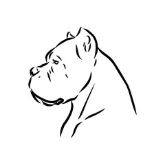 dog Cane corso italiano vector isolated illustration in black color on white background