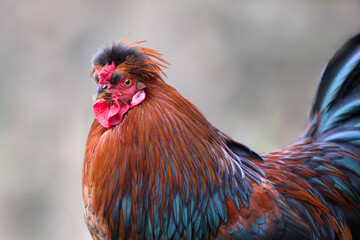 Close up of red rooster in garden