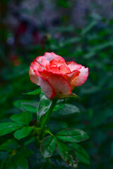 Close-up of a pink rose on a dark green background