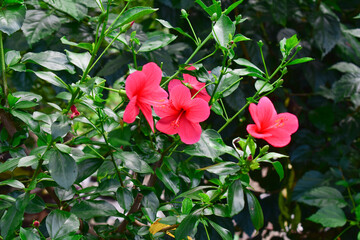 Pink Hibiscus flowers ( China rose, chinese hibiscus, hawaiian hibiscus ) in tropical garden