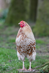 Young white rooster free range in garden