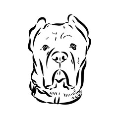 Fototapeta premium dog Cane corso italiano vector isolated illustration in black color on white background