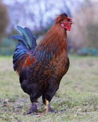 Red brown rooster of Poland chicken free range in garden