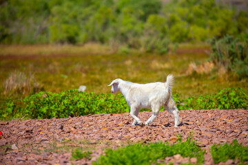 Naklejka na ściany i meble Goats in search of food roam the desert hot pasture. Moroccan goats climb trees to eat leaves. Sheep eat the remains of a watermelon.
