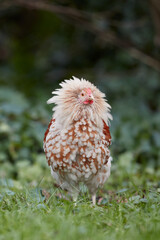 White young rooster shaking its feathers