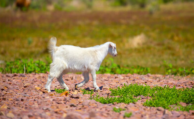Obraz premium Goats in search of food roam the desert hot pasture. Moroccan goats climb trees to eat leaves. Sheep eat the remains of a watermelon.