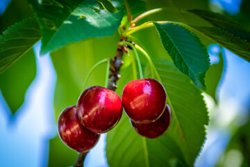 Cerises dans le cerisier en été