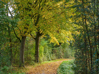 Herbst am Fluß Aa im Münsterland