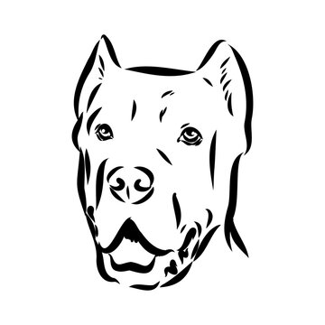 dog Cane corso italiano vector isolated illustration in black color on white background