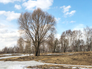 Large tree on field with melting snow and dry grass on thawed areas , nature landscape in early spring