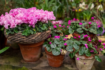 Potted Cyclamen plant blooming with pink flowers in garden