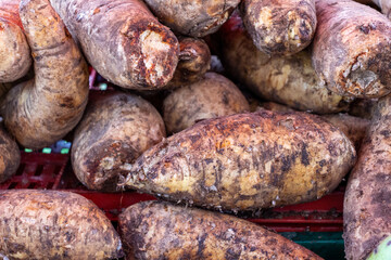 Arracacha (Arracacia xanthorrhiza), root vegetable originally from the Andes, somewhat intermediate between the carrot and celery root.
