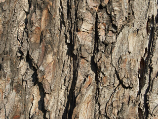 tree bark background, bark texture