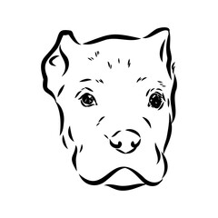 dog Cane corso italiano vector isolated illustration in black color on white background